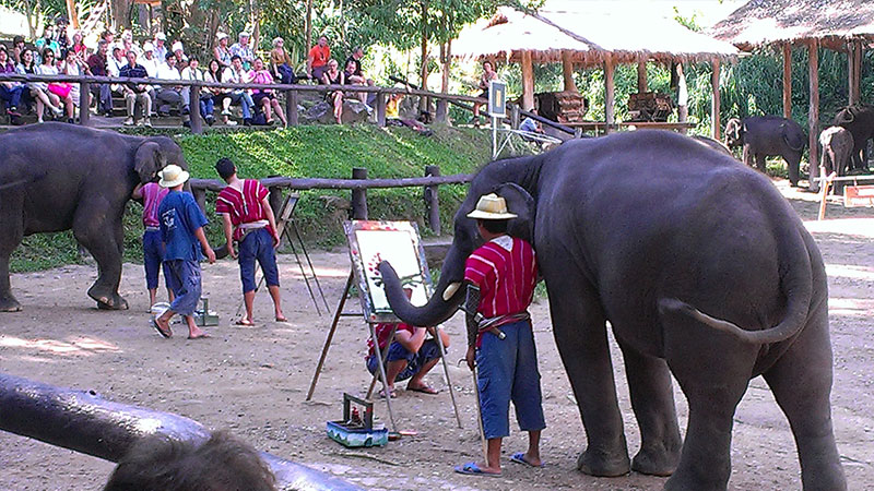 Elephant Camps, Chiang Mai