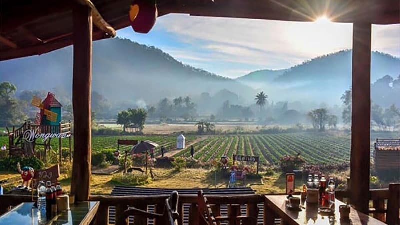 Strawberry Festival, Chiang Mai.